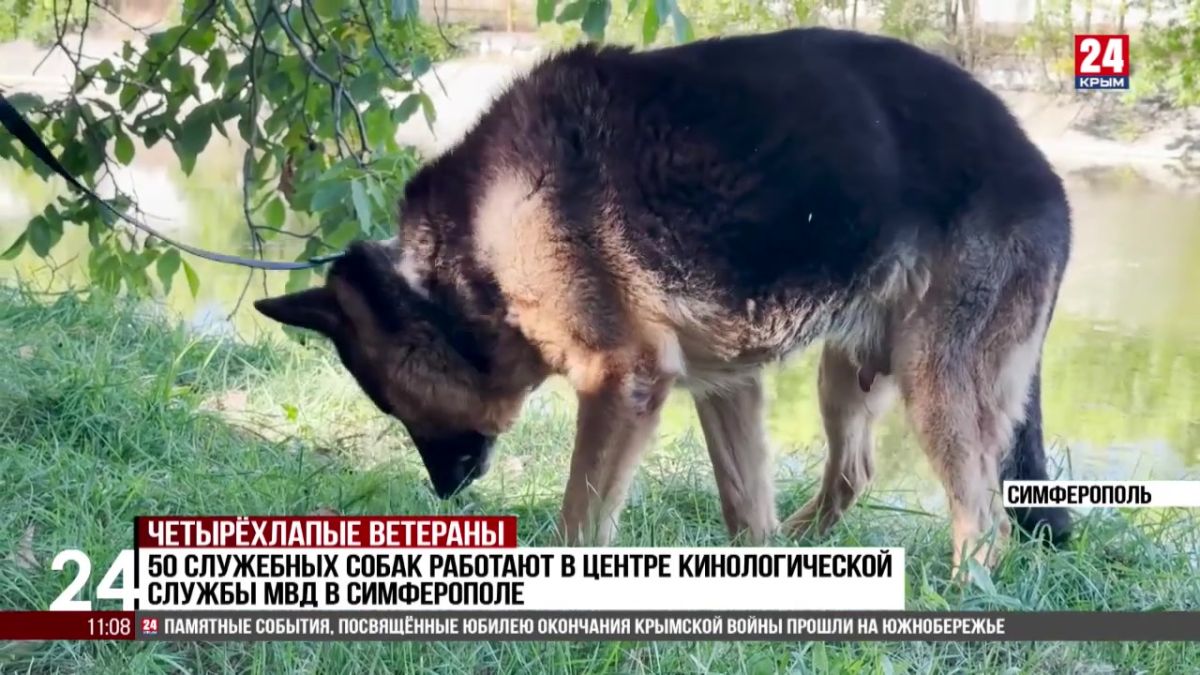 Немецкая овчарка по кличке «Шриф» ищет новых хозяев после многолетней службы в МВД