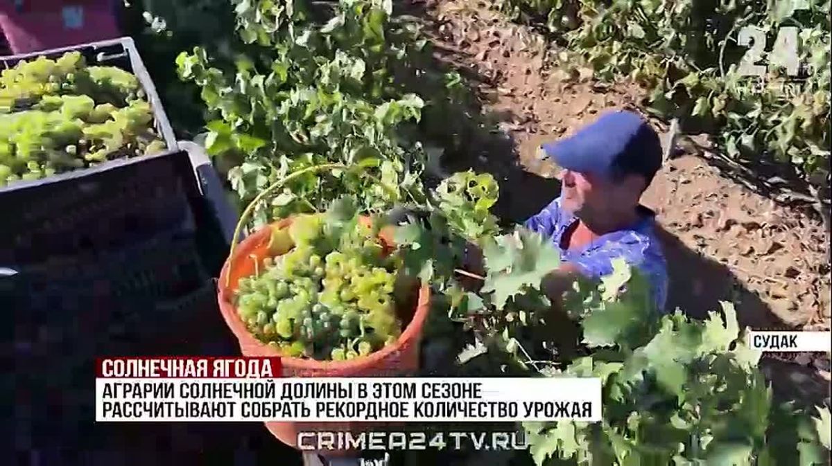 Аграрии восточного Крыма приступили к сбору винных сортов винограда