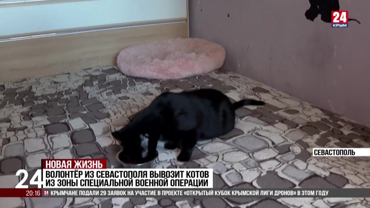 Волонтёр из Севастополя вывозит котов из зоны специальной военной операции