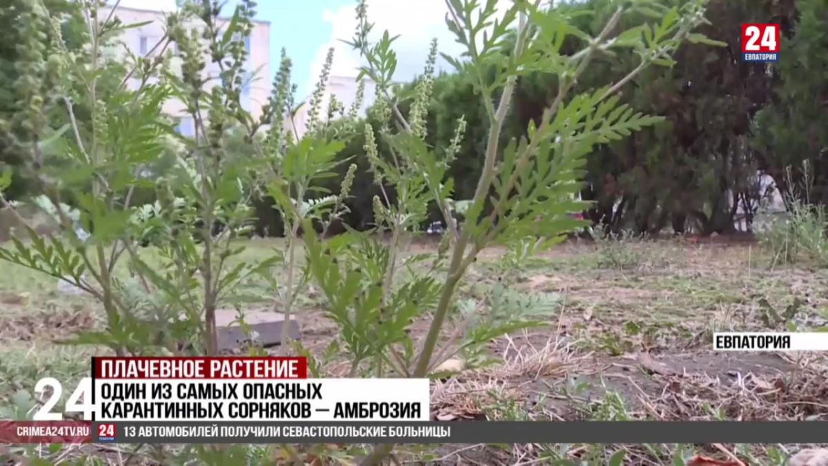 Евпаторийцев просят вовремя сообщать о зарослях амброзии городским службам