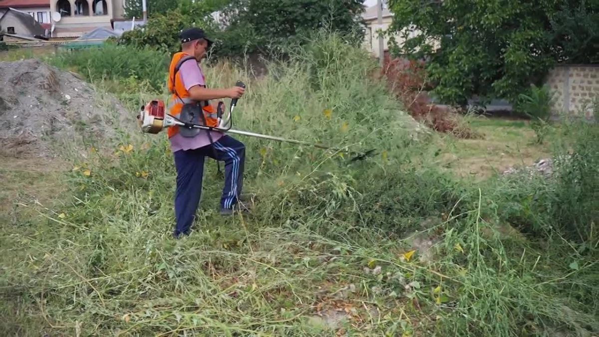 В Симферополе продолжают бороться с амброзией