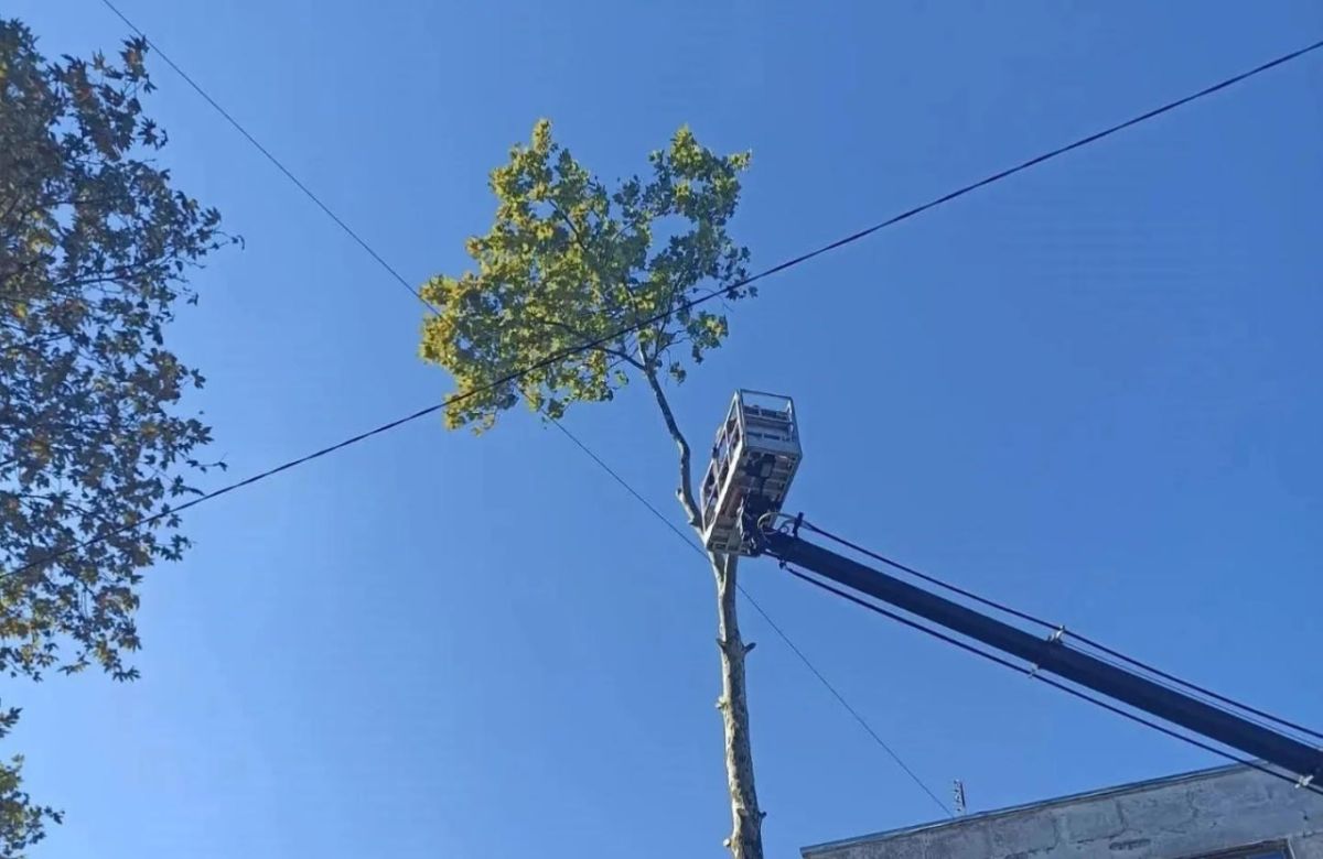 Сотрудники Службы городского хозяйства ежедневно поддерживают чистоту на улицах, в скверах и парках Сотрудники Службы городского хозяйства ежедневно поддерживают чистоту на улицах, в скверах и парках