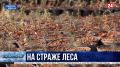 В Севастополе высадят 8000 саженцев крымской сосны для восстановления выгоревших участков