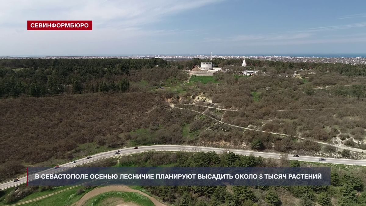 В Севастополе лесничие восстанавливают зелёные территории и готовятся к новым посадкам