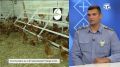 В Россельхознадзоре Крыма объяснили порядок учёта домашней птицы