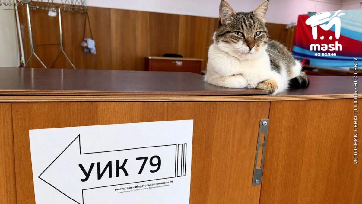Котик Беня из СевГУ смотрит на тех, кто еще не проголосовал, как на несознательных граждан