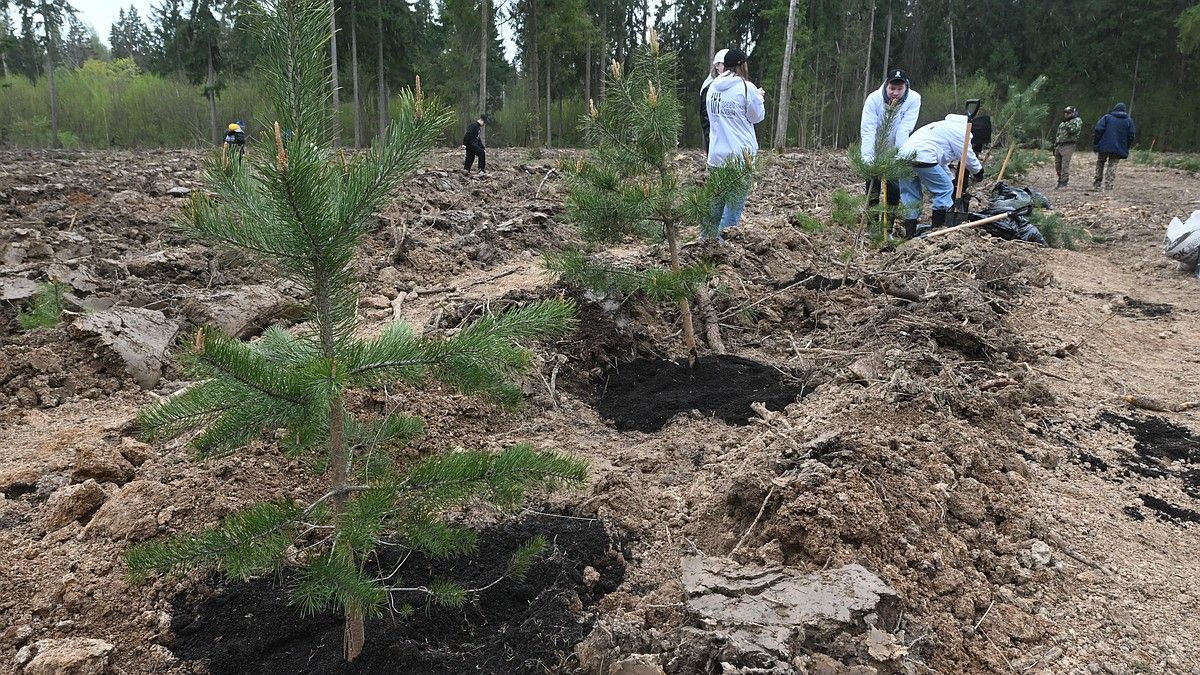 В Крыму в этом году собираются высадить почти 300 гектаров леса