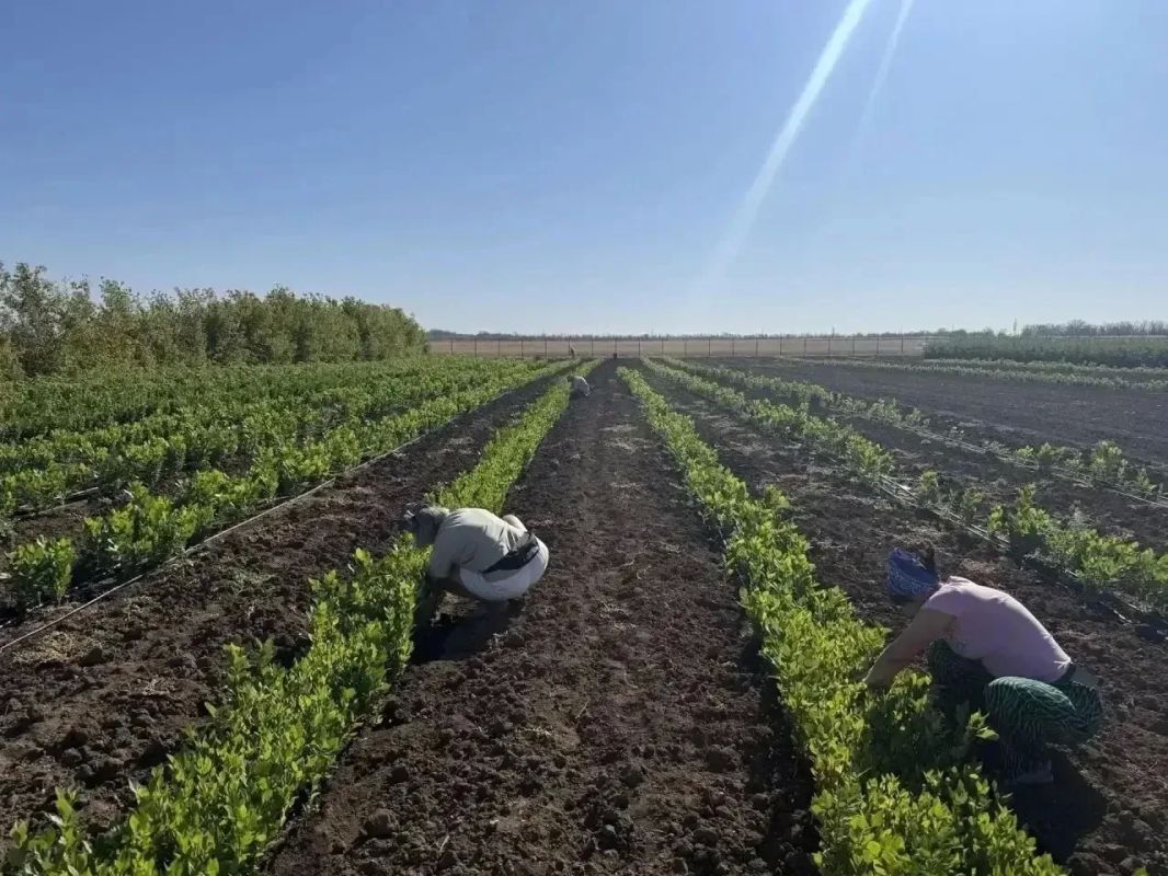 Началась ежегодная осенняя инвентаризация лесных культур, питомников, а также объектов лесного семеноводства.