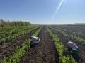 Началась ежегодная осенняя инвентаризация лесных культур, питомников, а также объектов лесного семеноводства.