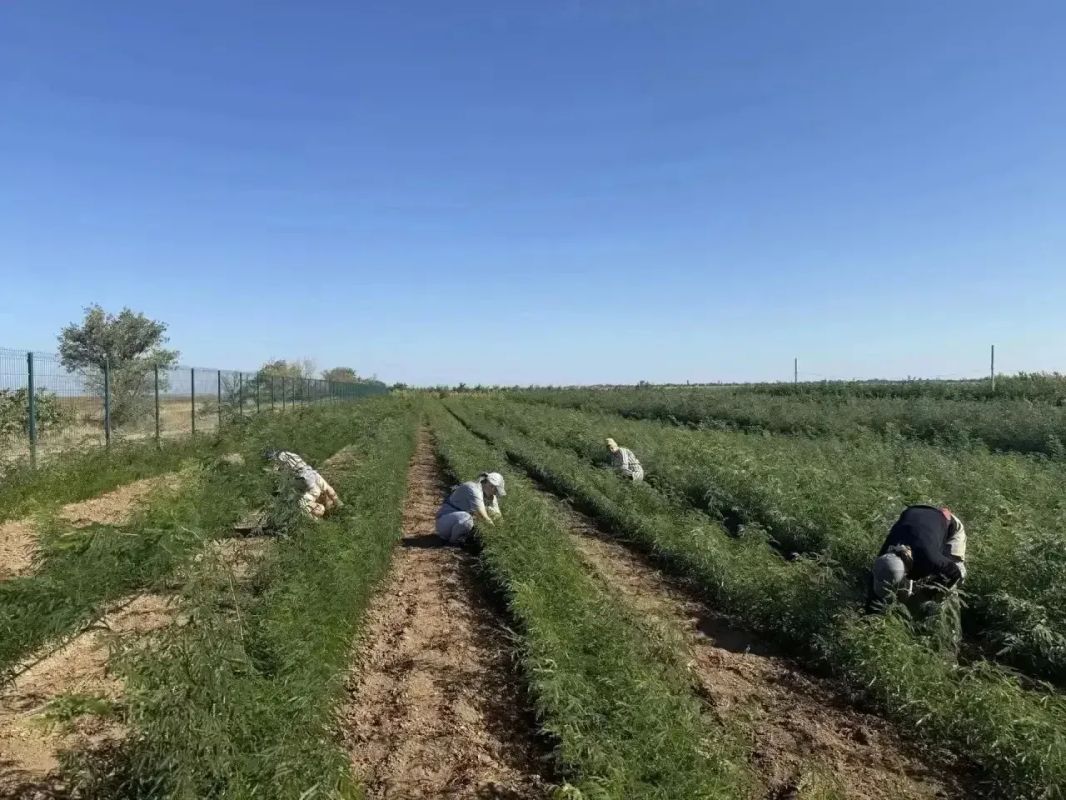 Началась ежегодная осенняя инвентаризация лесных культур, питомников, а также объектов лесного семеноводства. Началась ежегодная осенняя инвентаризация лесных культур, питомников, а также объектов лесного семеноводства.