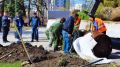 Озеленение в городах Крыма – как организован процесс