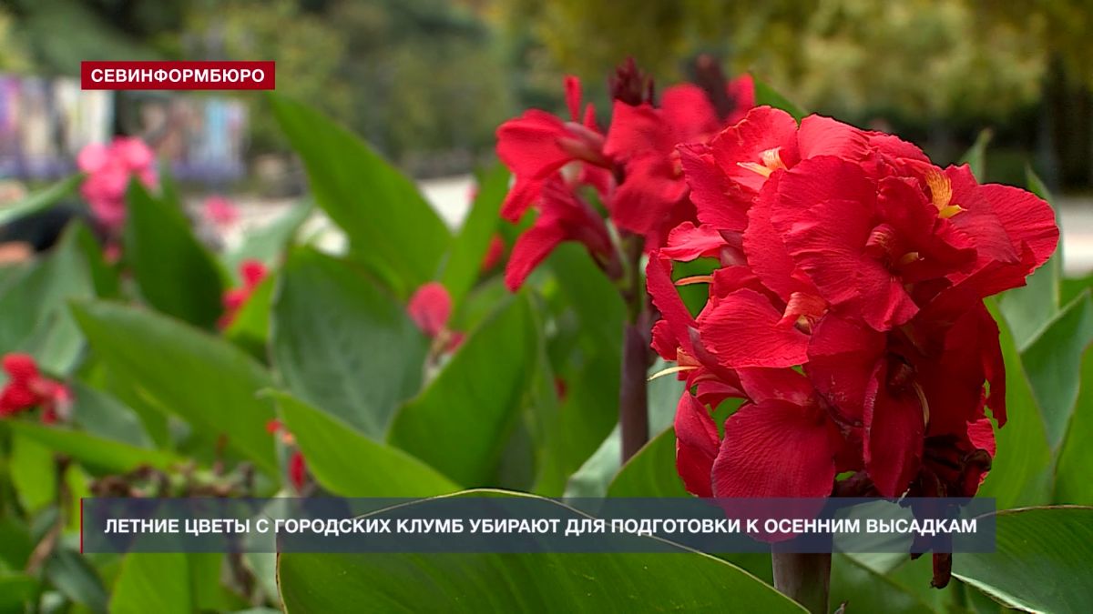 В Севастополе убирают летние цветы с городских клумб для подготовки к осенним высадкам