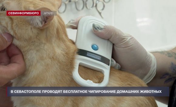 Севастопольская ветеринарная служба проводит бесплатное чипирование домашних животных Севастопольская ветеринарная служба проводит бесплатное чипирование домашних животных