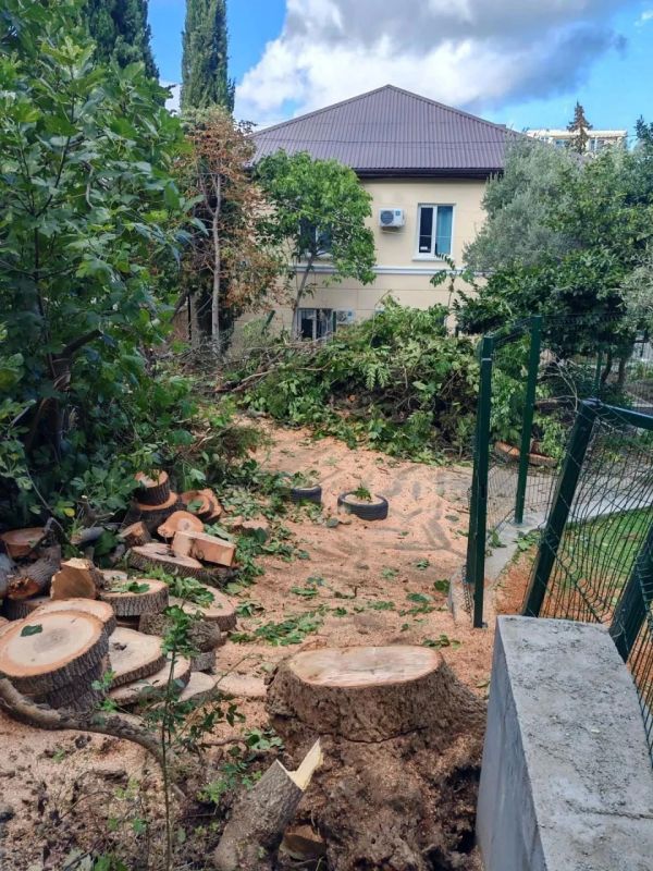 Изза непогоды в Ялте зафиксировано 34 заявки на поваленные деревья: пострадали 9 машин Изза непогоды в Ялте зафиксировано 34 заявки на поваленные деревья: пострадали 9 машин