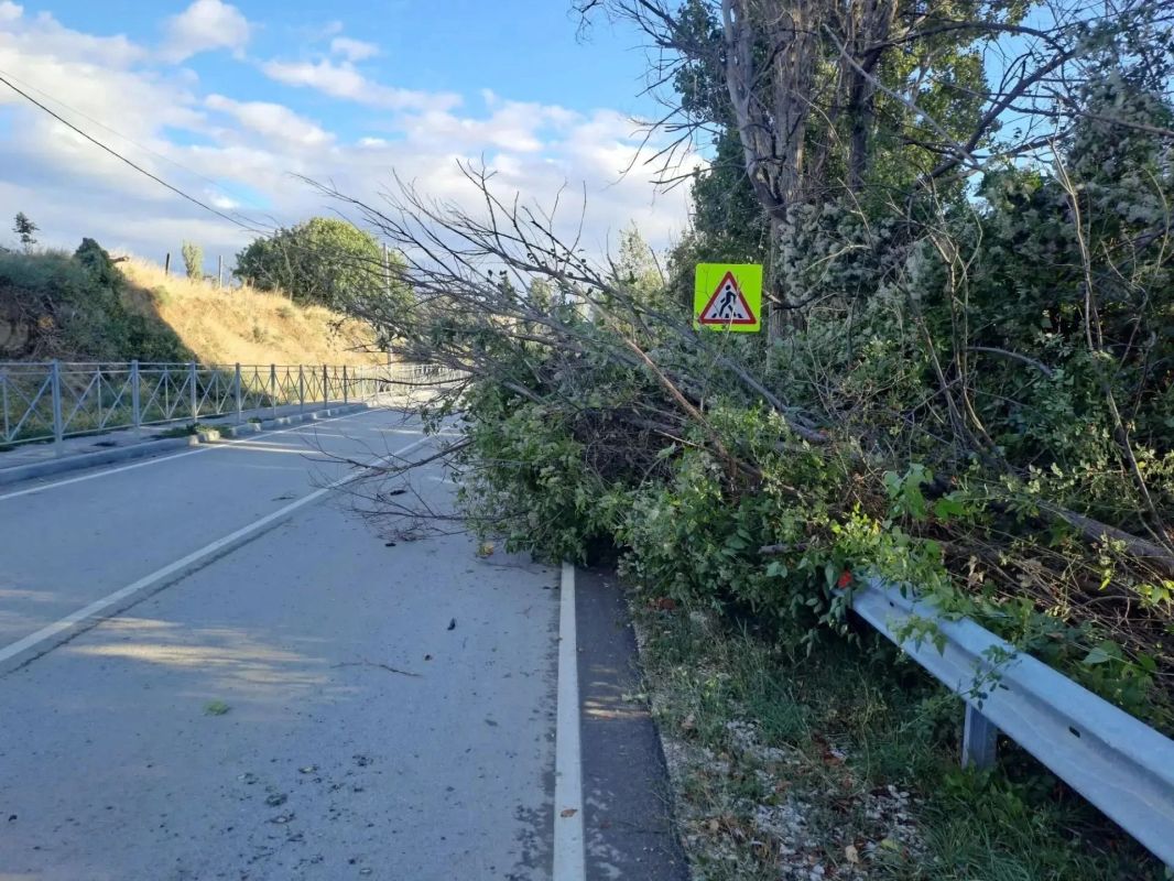 Вчерашний ветер повалил много деревьев в Ялте