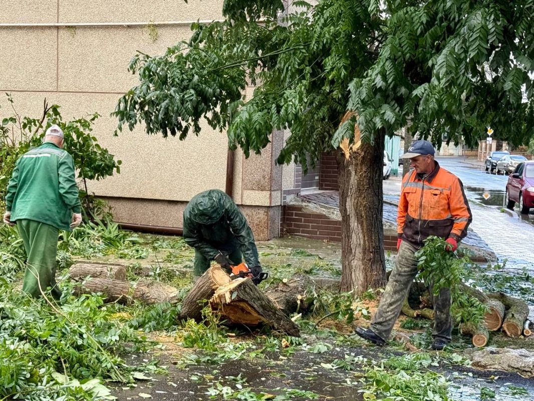 Сильный ветер повалил деревья в Евпатории
