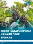 Больше 23 тыс тонн винограда собрали крымские аграрии