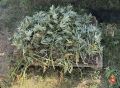 В Сакском районе в рамках третьего этапа межведомственной оперативнопрофилактической операции «МАК-2026» пресечён факт незаконного хранения наркосодержащих растений