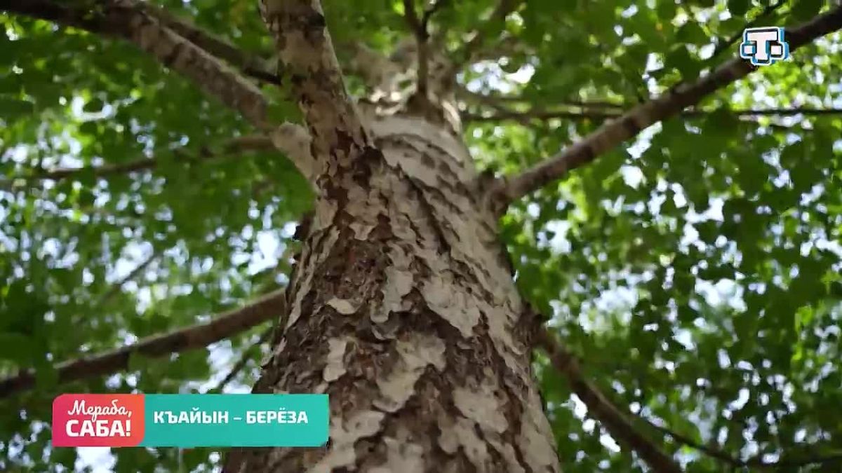 Город тоже имеет свой маленький лес – это парк