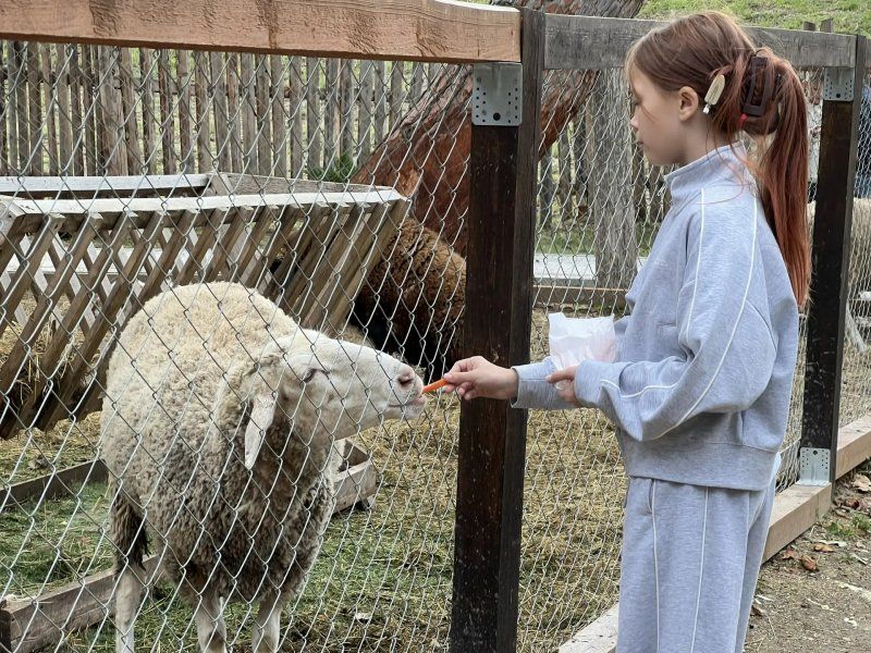 Севастопольские ветеринары провели плановую вакцинацию животных экофермы в «Новом Херсонесе» Севастопольские ветеринары провели плановую вакцинацию животных экофермы в «Новом Херсонесе»