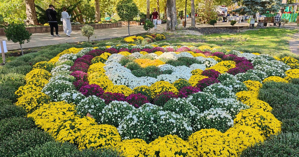 В Симферополе высадят около пяти тысяч хризантем