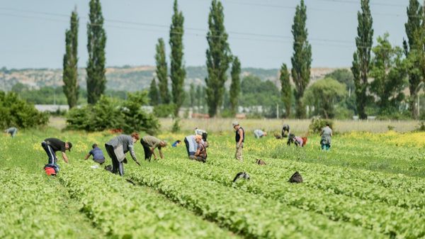 Кто и как поддерживает аграриев Крыму в условиях ЧС