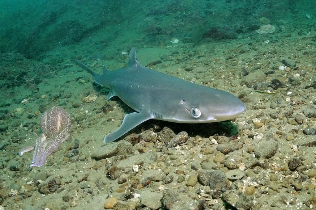 Акулы в Азовском море: стоит ли теперь бояться купаться?