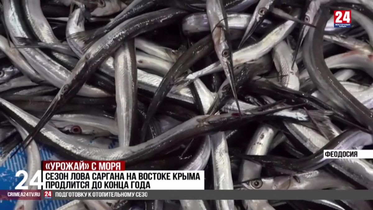 На востоке полуострова стартовал сезон лова саргана