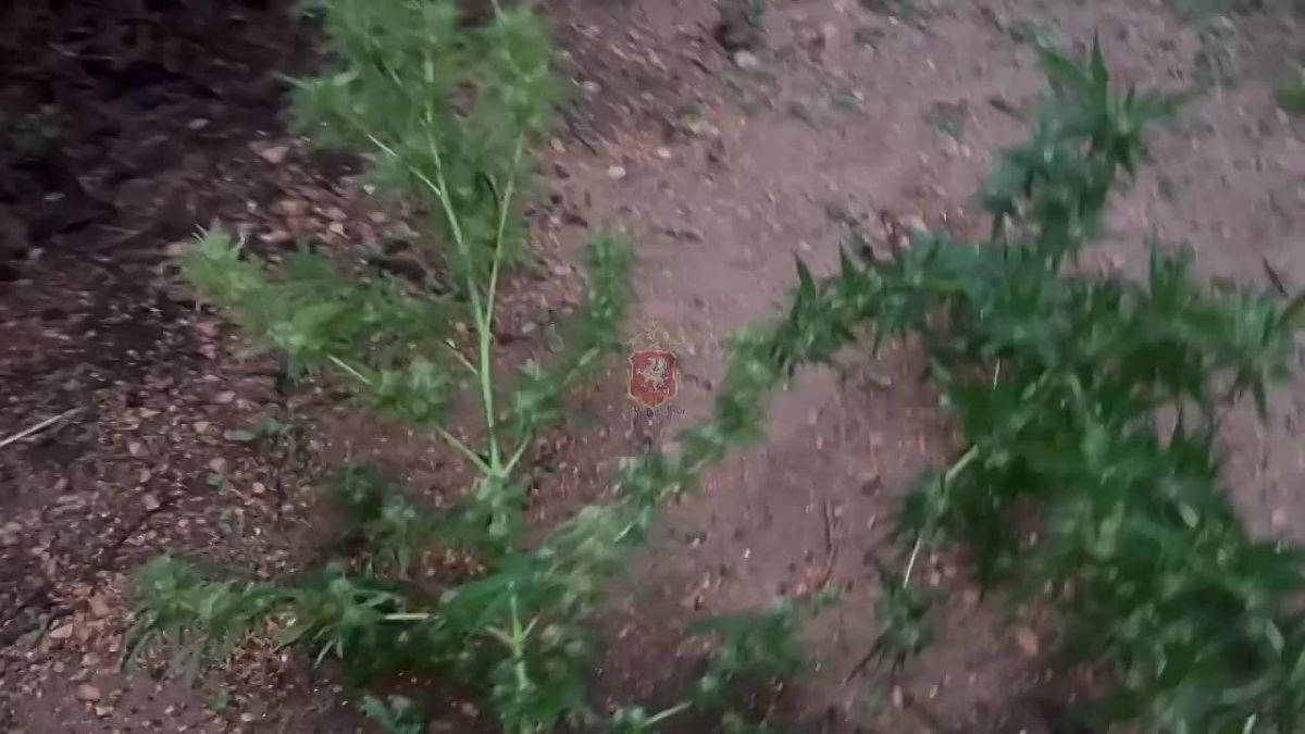 В Севастополе сотрудники полицейского наркоконтроля продолжают борьбу с незаконным оборотом запрещенных веществ и культивированием наркосодержащих растений