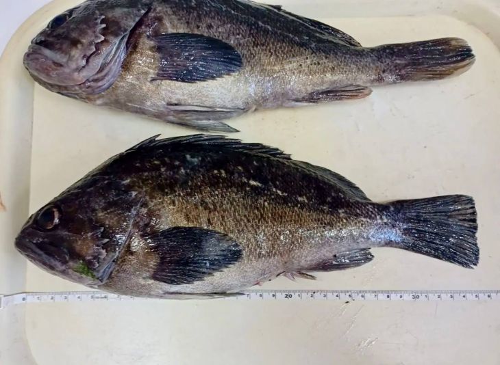Корейский окунь захватывает Чёрное море: учёные нашли у хищника неизвестного паразита