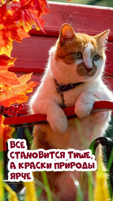 Кот Мостик: Октябрь – мой самый любимый месяц осени