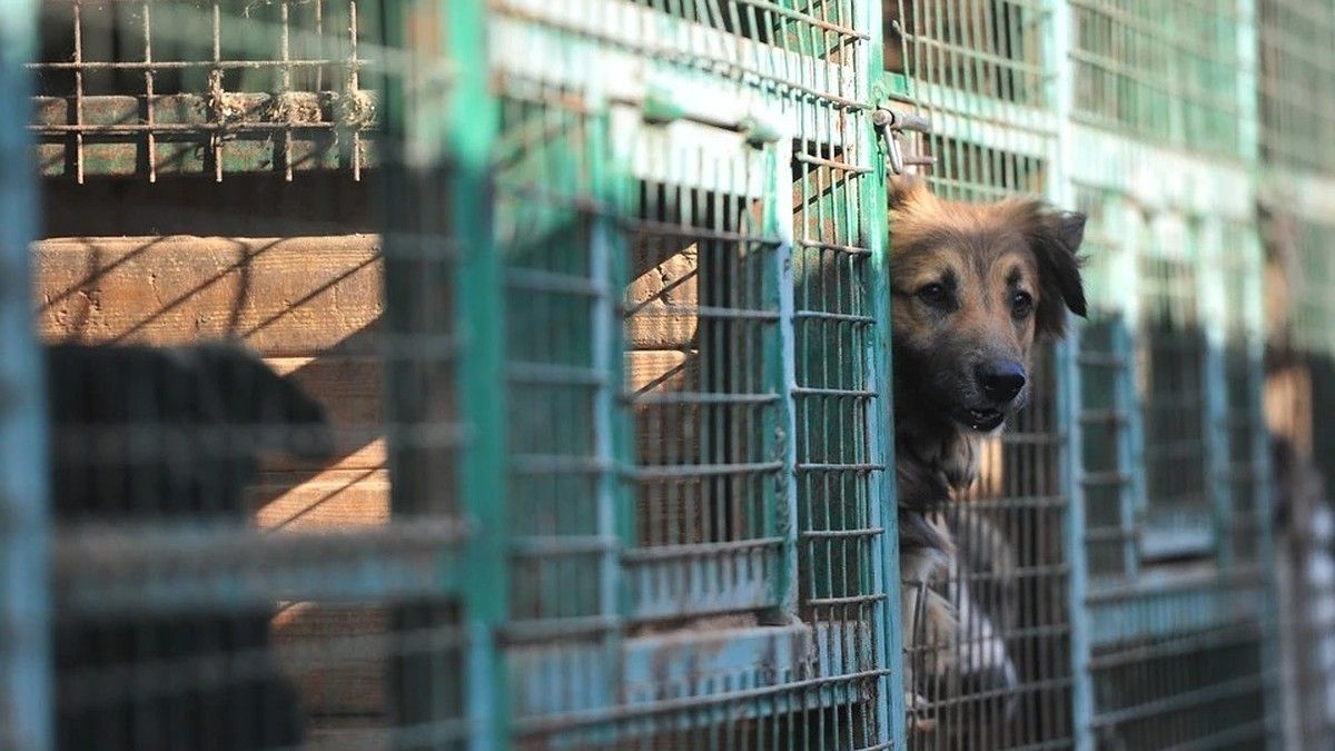 В Крыму ликвидируют республиканский Центр ветеринарии