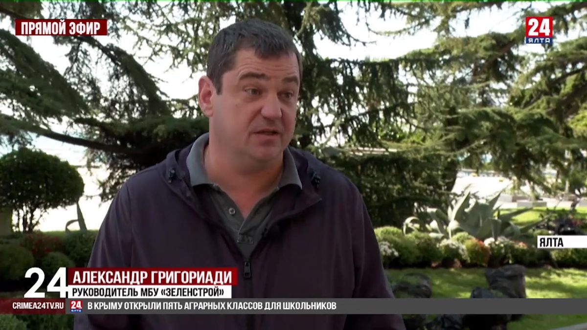 Больше тысячи кустовых хризантем высадили на набережной Ялты