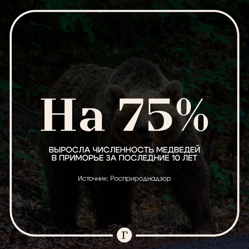 В Приморье резко выросла численность медведей