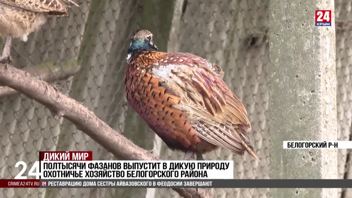 Как в Крыму готовят копытных и пернатых к жизни на воле?