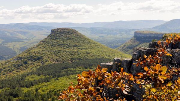 Восстановить утраченное: плановая высадка деревьев сохраняет леса Крыма