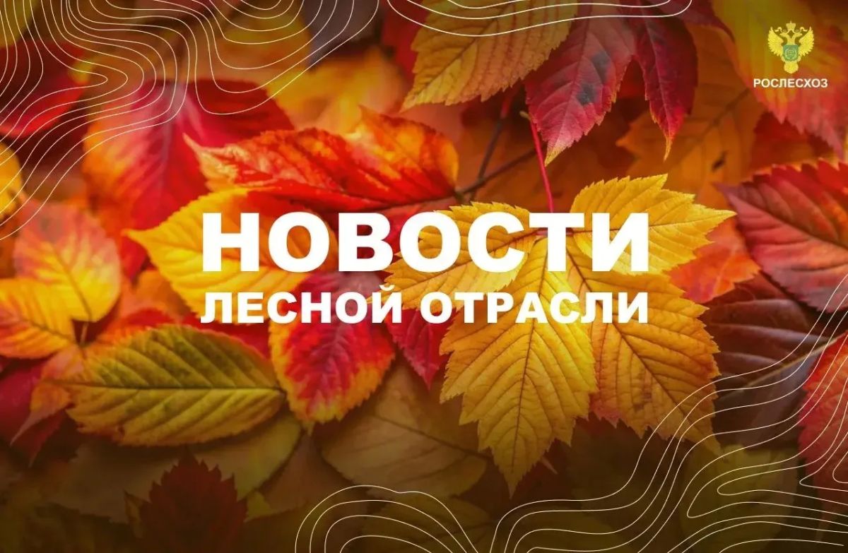 Вести: В Красноярском крае разработали стимулятор роста семян сосны для восстановления лесов