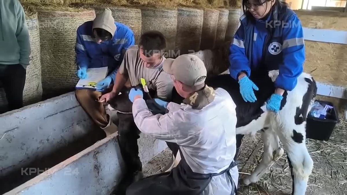 На одной из крымских ферм коров проверили на туберкулез