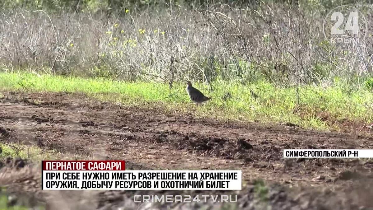 В Крыму открыт сезон охоты: за что любителей пострелять могут привлечь к уголовной ответственности?