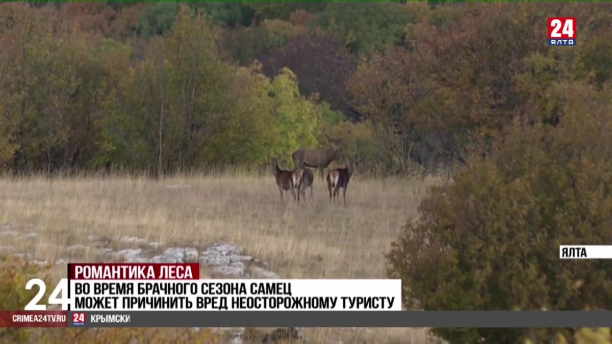 Брачный сезон проходит у крымского благородного оленя