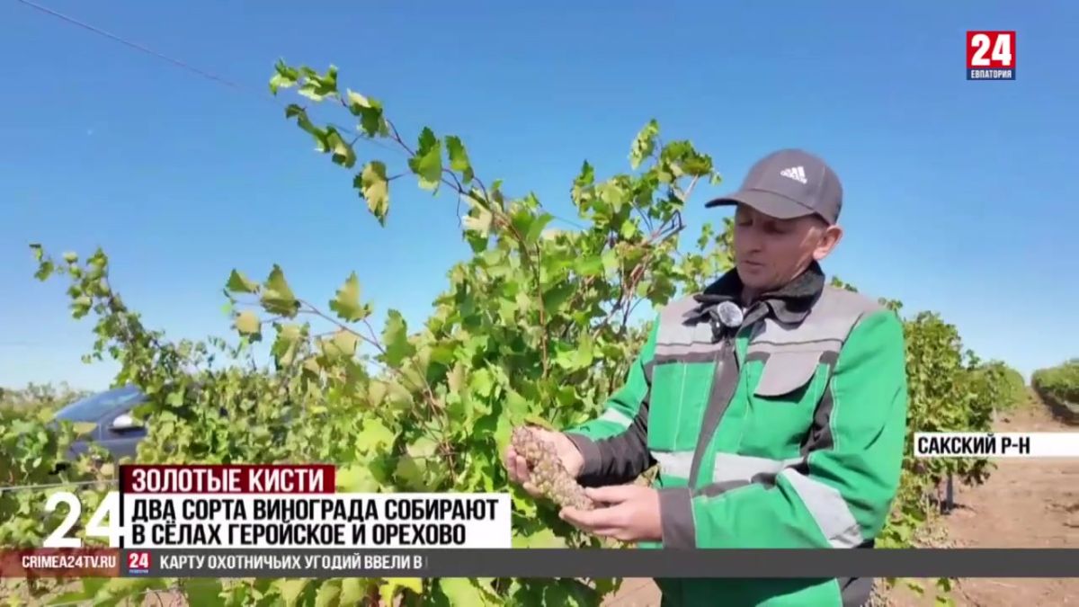 11 тысяч тонн винограда рассчитывают собрать до конца осени в Сакском районе