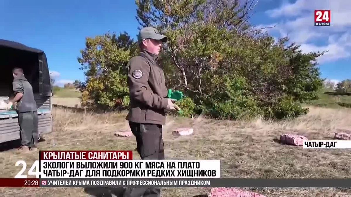 Подробнее про подкормку смотрите в сюжете: