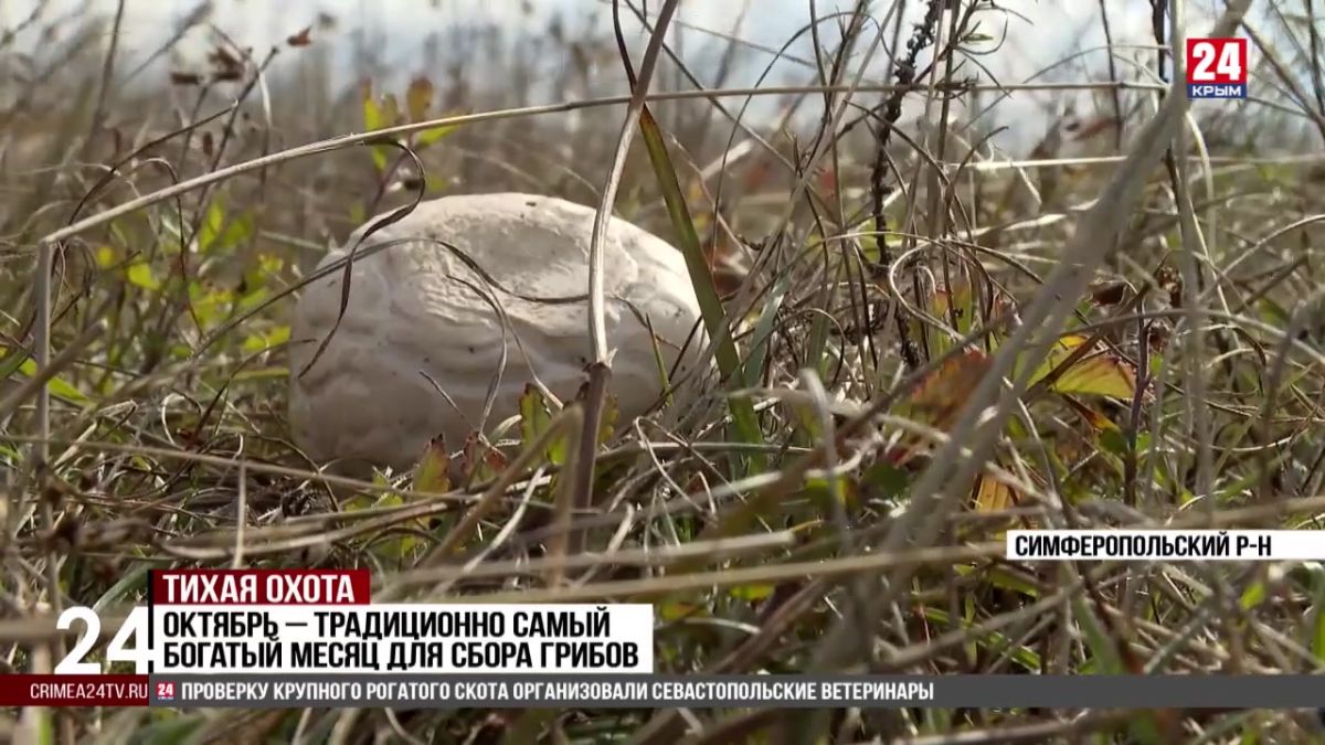 Октябрь-традиционно самый богатый месяц для сбора грибов