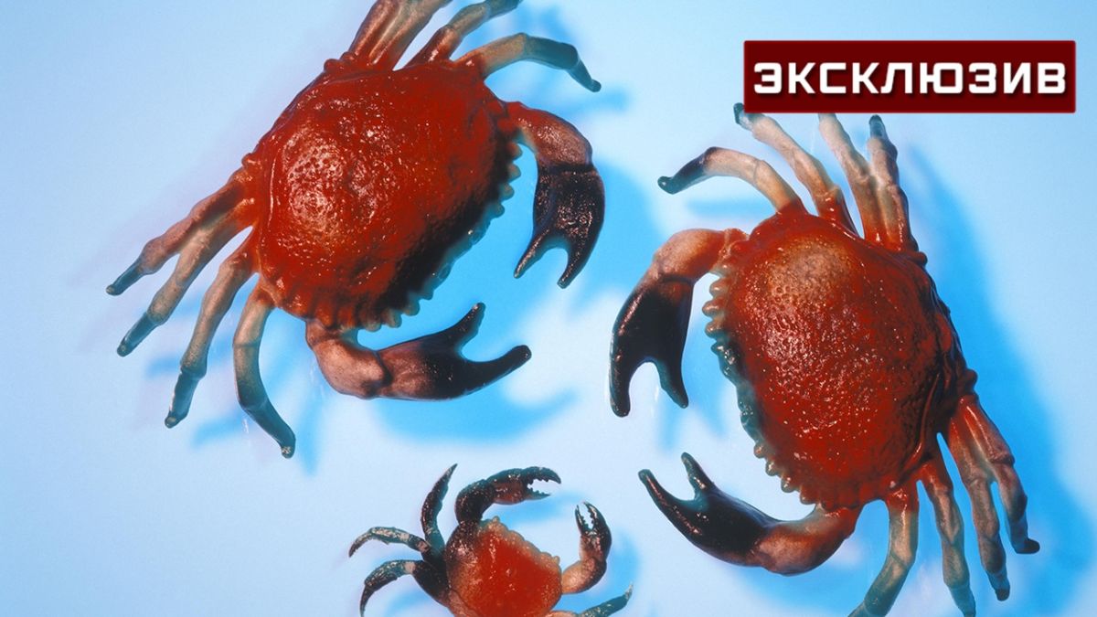Океанолог простым аргументом снял вопрос об угрозе депрессивных грязевых крабов