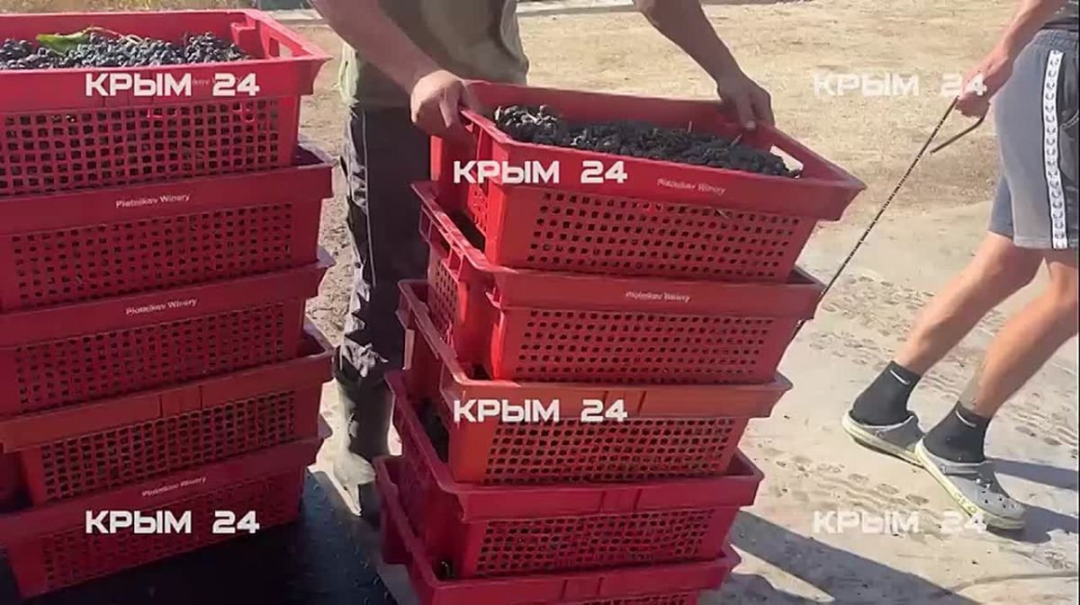 Более 21 тысячи тонн винограда планируют собрать в Севастополе до конца октября