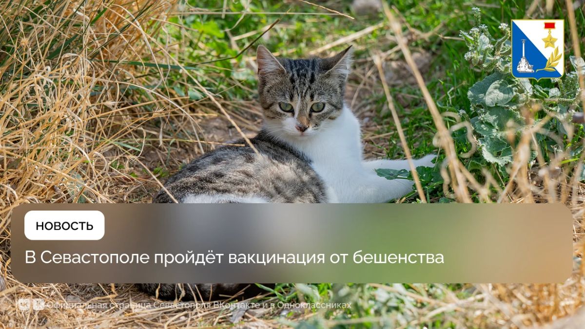 В эту субботу в Ленинском и Балаклавском районах можно будет бесплатно привить кошку или собаку