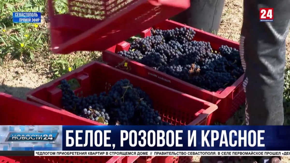 Больше 18 тысяч тонн винограда собрали аграрии Севастополя