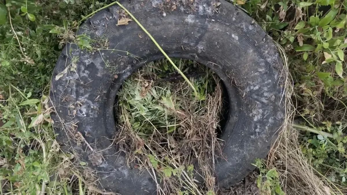В Белогорском районе местный житель предстанет перед судом по обвинению в хранении конопли