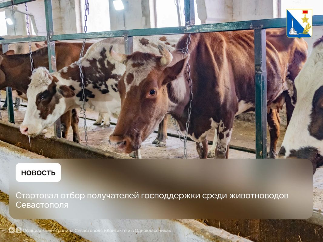 Севастопольские животноводы могут подать заявки на господдержку