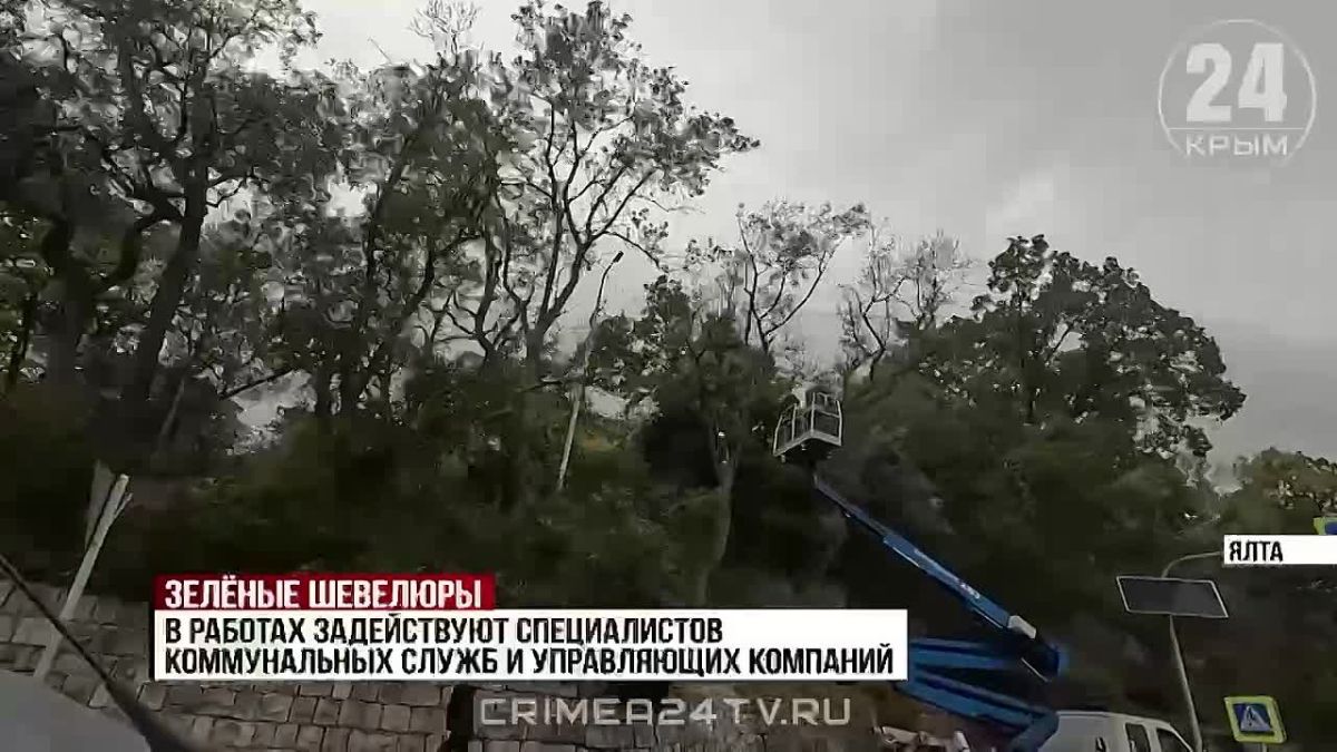 Порядка тысячи сухих деревьев спилят в Ялтинском регионе